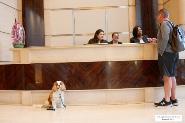 Pet-Friendly Luxury Hotels in Downtown Chicago. Read our experiences at Trump Chicago and learn about their Trump Pets Program. #raisingyourpetsnaturally 