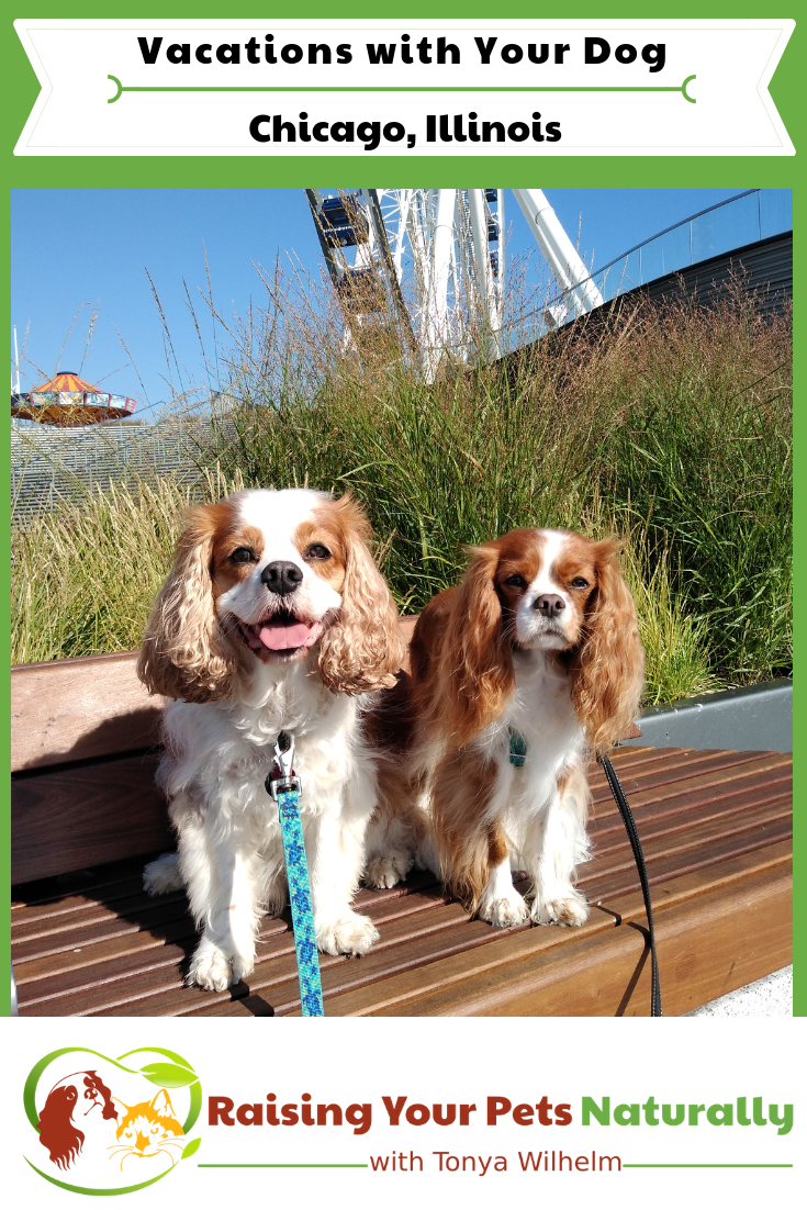 Dog-friendly Chicago, Illinois Vacations. Check out my Chicago road trip with Dexter The Dog. Dog-Friendly Activities in Chicago at your fingertips. #raisingyourpetsnaturally #dogfriendlyvacations #petfriendlyvacations #roadtripwithdog #dogfriendlychicago
