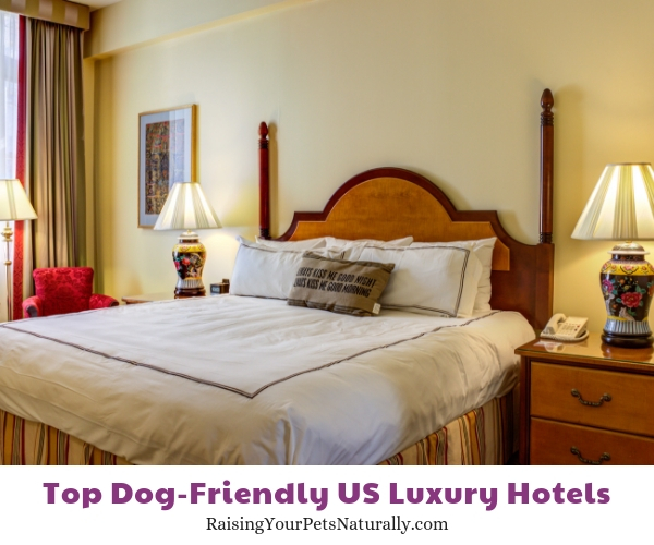 dog-friendly Rhode Island luxury hotels