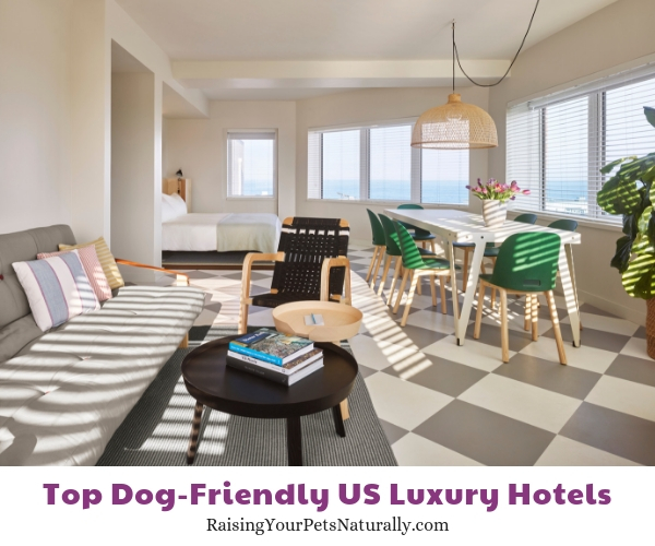 Dog friendly hotels in New Jersey 