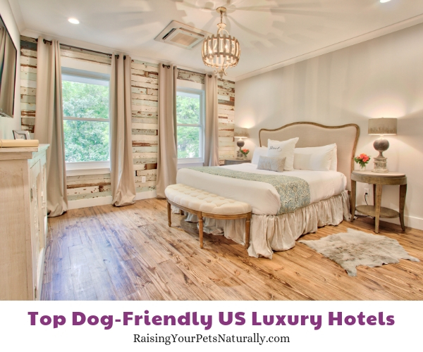 dog-friendly mississippi hotels