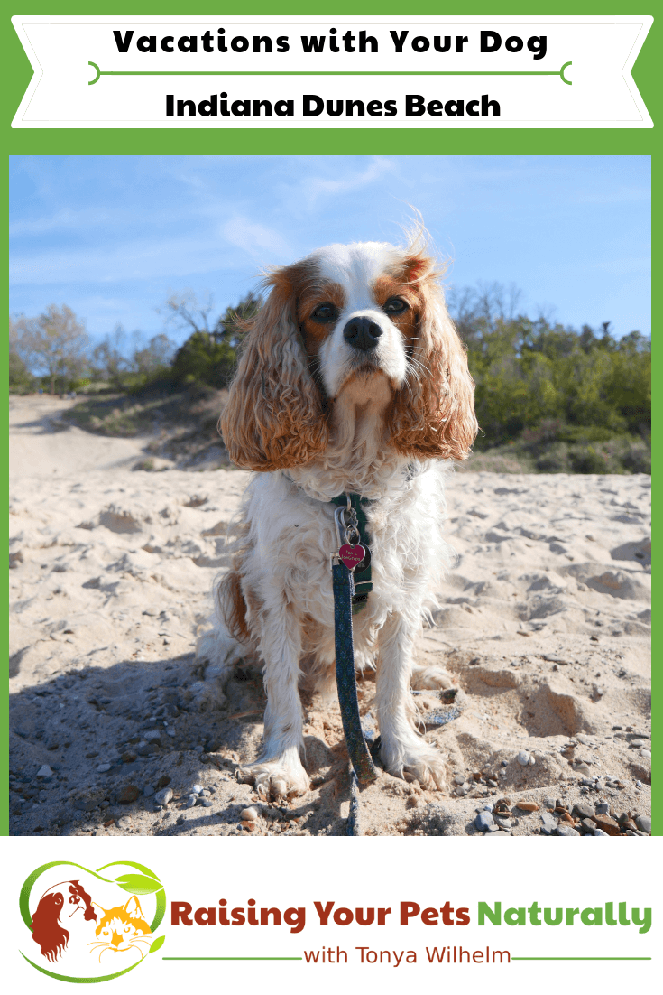Dog-Friendly Indiana Dunes Beaches | Dog-Friendly Road Trip on Lake Michigan