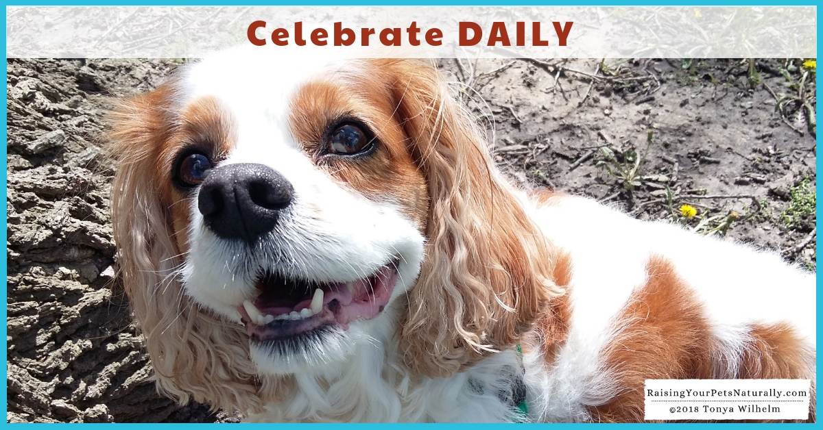 Happy 9th Birthday Dexter The Dog! Read my one wish to all of my pet-loving friends. #raisingyourpetsnaturally