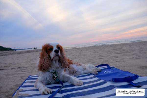 Dog-Friendly Indiana Dunes Beaches. Check out Dexter's dog-friendly road trip to the Indian Dunes. A must do for the dog-lover. #raisingyourpetsnaturally 