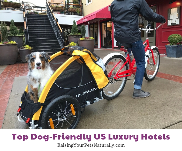 Dog-friendly hotels and resorts in Idaho