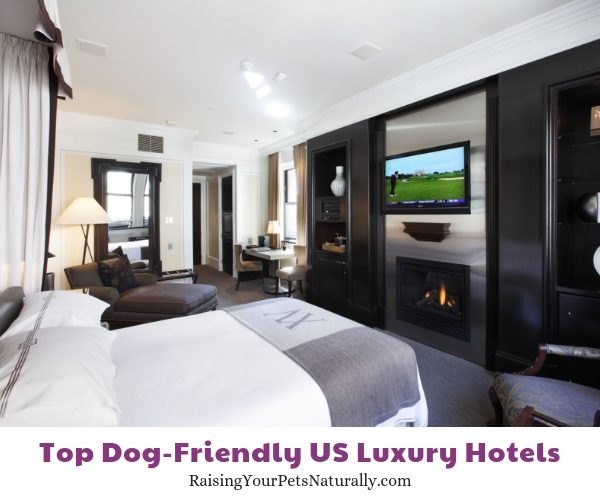 Pet-friendly luxury hotels in Massachusetts 