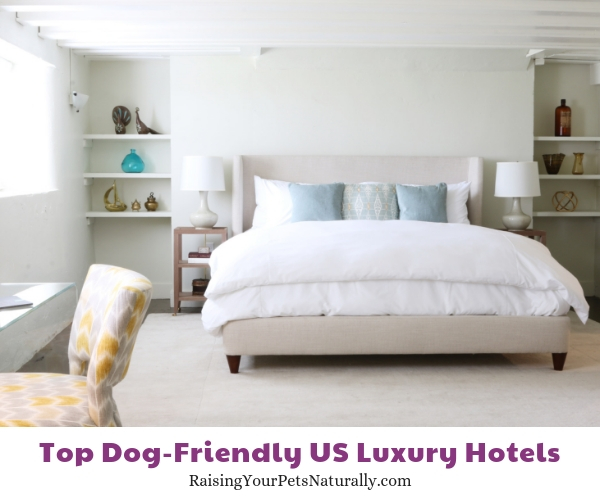 dog friendly accommodations Anchorage 1770