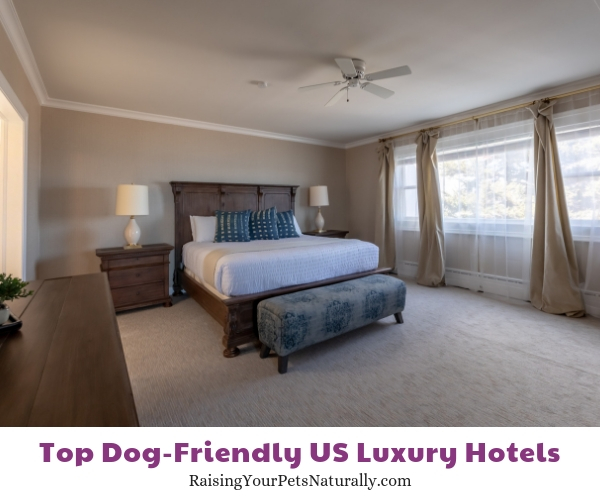 Dog friendly resorts in Michigan 