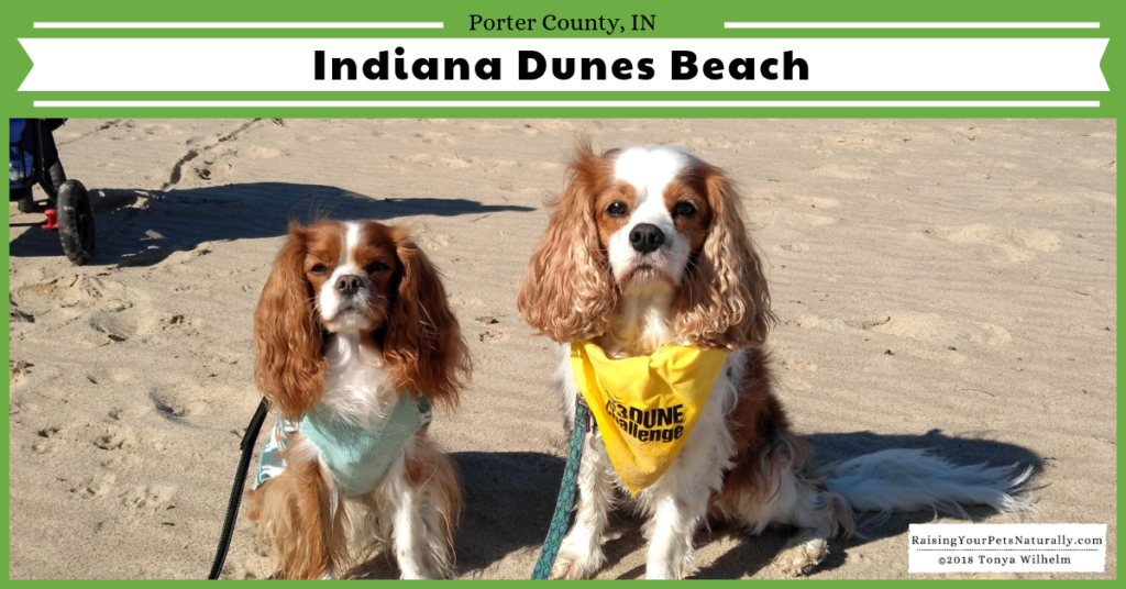 Dog-Friendly Indiana Dunes Beaches. Check out Dexter's dog-friendly road trip to the Indian Dunes. A must do for the dog-lover. #raisingyourpetsnaturally