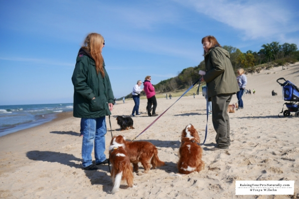 Dog-Friendly Indiana Dunes Beaches. Check out Dexter's dog-friendly road trip to the Indian Dunes. A must do for the dog-lover. #raisingyourpetsnaturally 