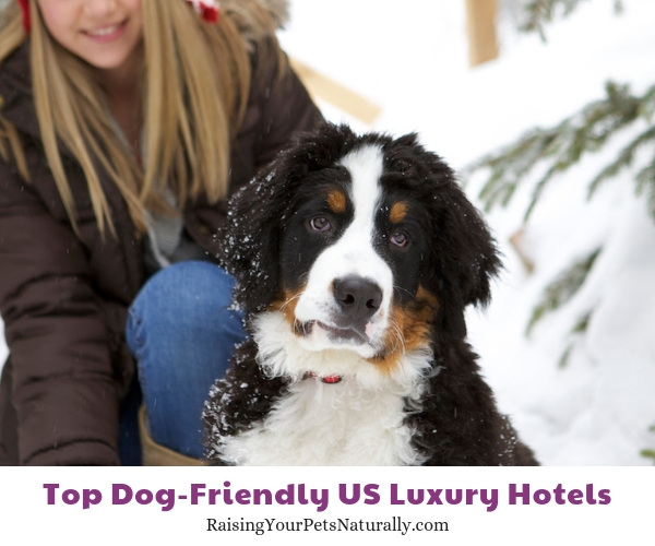 dog friendly resorts Montage Deer Valley