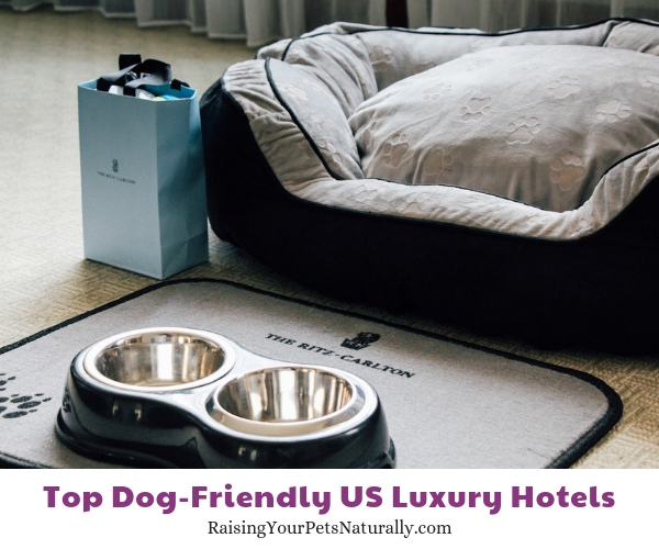 Dog friendly Ritz hotel DC