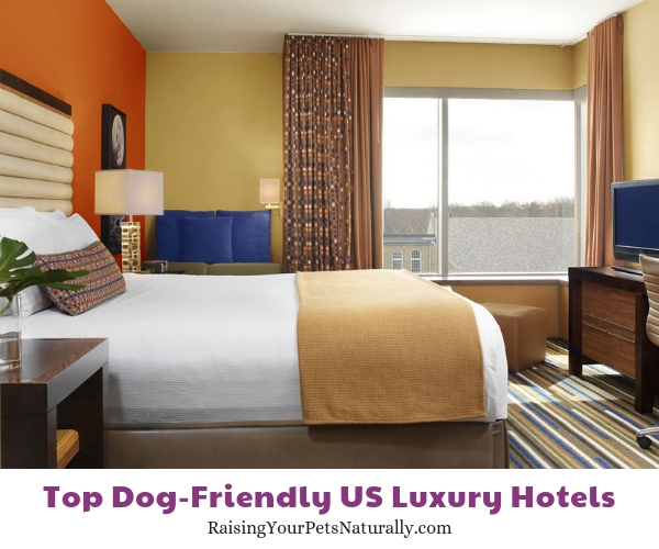 Five star dog-friendly hotels in Montana