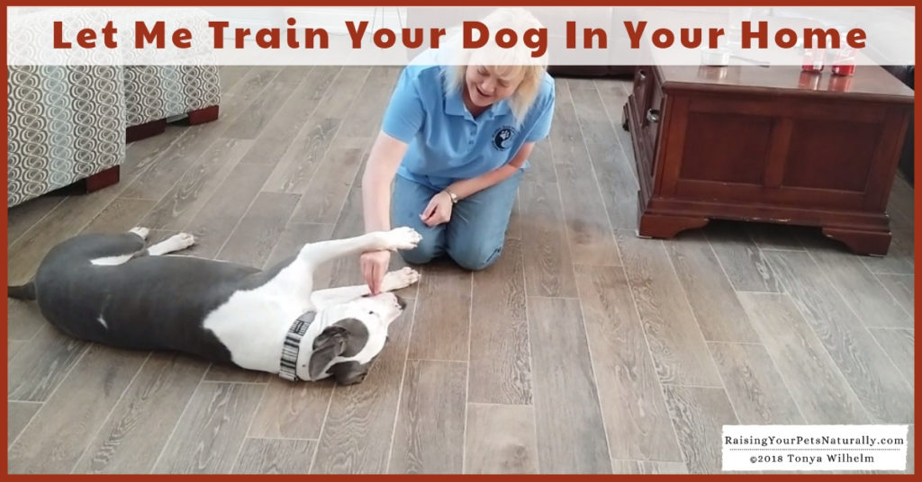 Toledo Metro Private Dog Training and Trainers | Alternative to Toledo Board and Train and Drop-Off Dog Training. Positive and effective dog training in your home.