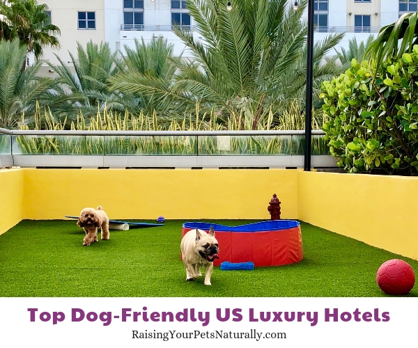 Dog friendly Florida Hotels