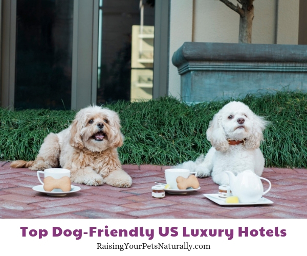 Dog friendly Georgia hotels and spas