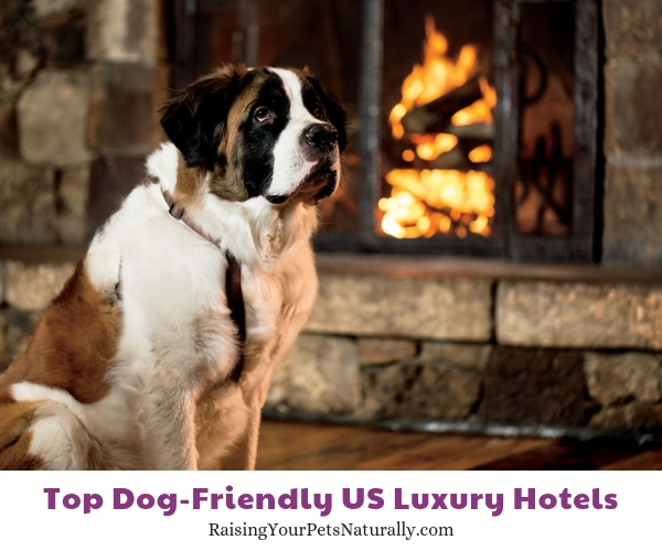 Dog-friendly California Hotels