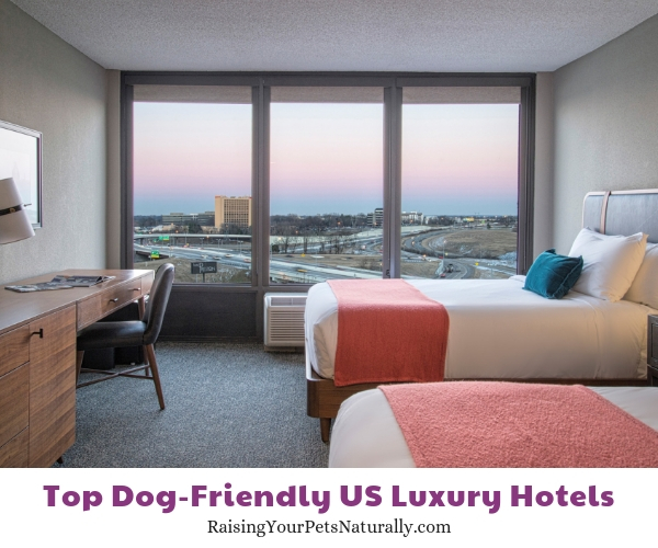 Dog-friendly luxury hotels in Tennessee