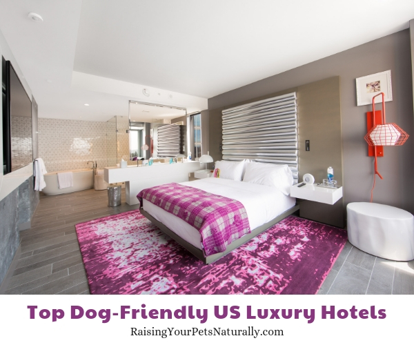 Luxury hotels that are pet-friendly in the US.