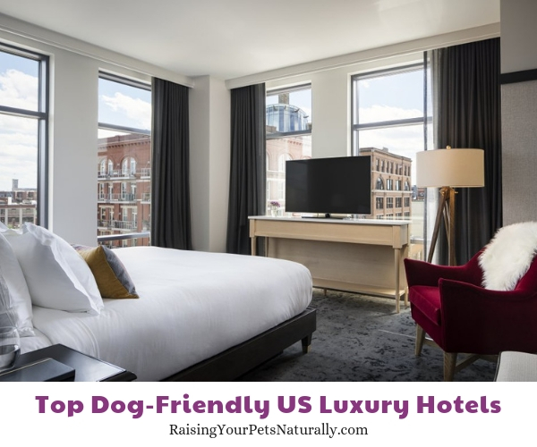 Dog friendly 5 star hotels in WI