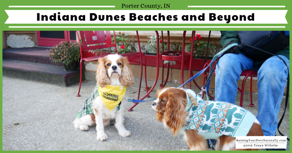 Dog-Friendly Indiana Dunes Beaches and Beyond. Check out Dexter's off the beaten path road trip to the Indiana Dunes region. #raisingyourpetsnaturally #indianadunes #beachesandbeyond #dogfriendly #dogfriendlyindiana #midwestvacations #dogfriendlyvacations #dogfriendlyroadtrips