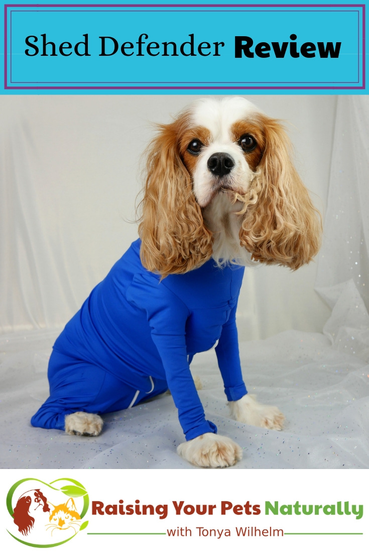 Shed Defender Onesie for Dogs Review. The Shed Defender had a lot of useful applications beyond containing a dog's shedding. #raisingyourpetsnaturally #sheddefender #dogonesie #naturalpetproducts #tickprevention 