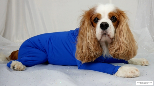 Shed Defender Onesie for Dogs Review. The Shed Defender had a lot of useful applications beyond containing a dog's shedding. #raisingyourpetsnaturally
