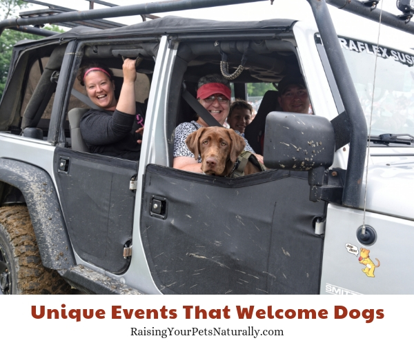 Jeep Festival allows leashed dogs