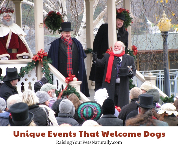 Best events to take a dog in the winter