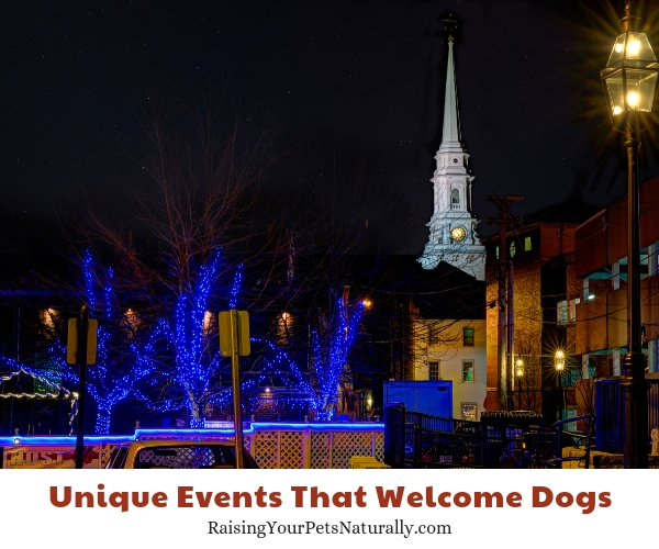 Pet friendly Portsmouth New Hampshire 