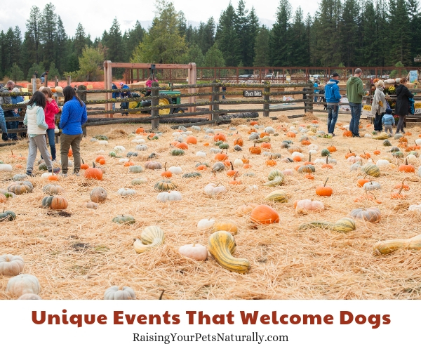 Dog friendly events in washington