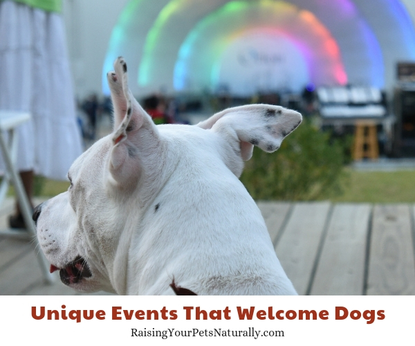 Festivals that allow dogs in Memphis Tennessee 