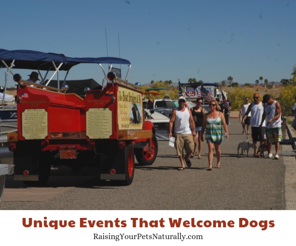 Fun activities to take your dog in Arizona 