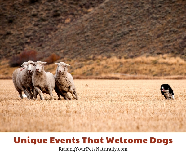 Can dogs attend The Trailing of the Sheep Festival, Hailey, Idaho
