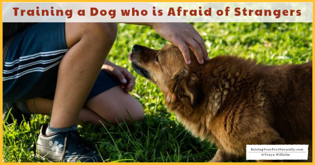 Is your dog scared of strangers? Learn how to help a dog with anxiety in today's blog post. #raisingyourpetsnaturally