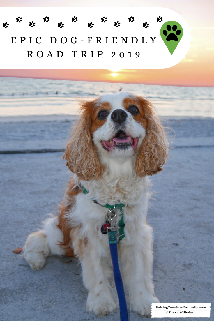 Road Trip with a Dog. Weekly vlogs and blogs on all things dog-friendly and related to traveling with dogs. #raisingyourpetsnaturally
