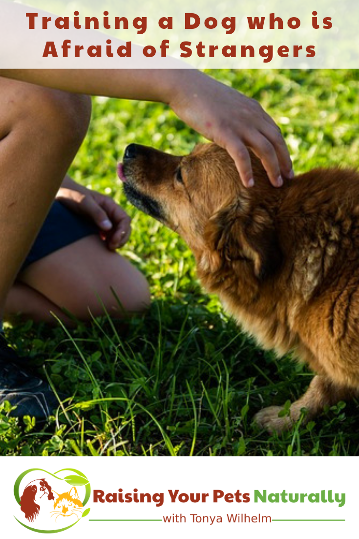 Is your dog scared of strangers? Learn how to help a dog with anxiety in today's blog post. #raisingyourpetsnaturally #scareddogs #fearfuldogs #dogwithanxiety #positivedogtraining