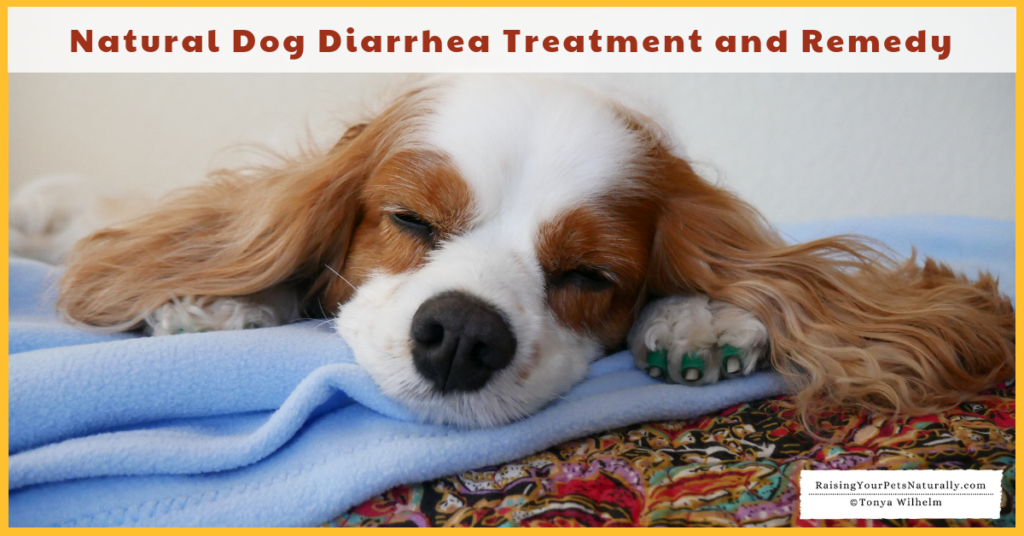 Dog Diarrhea Treatment and Remedy. Do you know how to tell if your dog's diarrhea warrants a trip to the veterinarian or if you can treat your dog's diarrhea at home? #raisingyourpetsnaturally