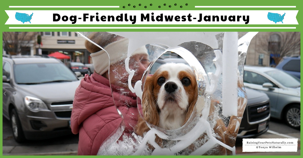 Dexter and I have been taking dog-friendly day trips around the Midwest. Check out our travel vlog for all the fun things you can do with your dog in the winter and some winter tips. #raisingyourpetsnaturally