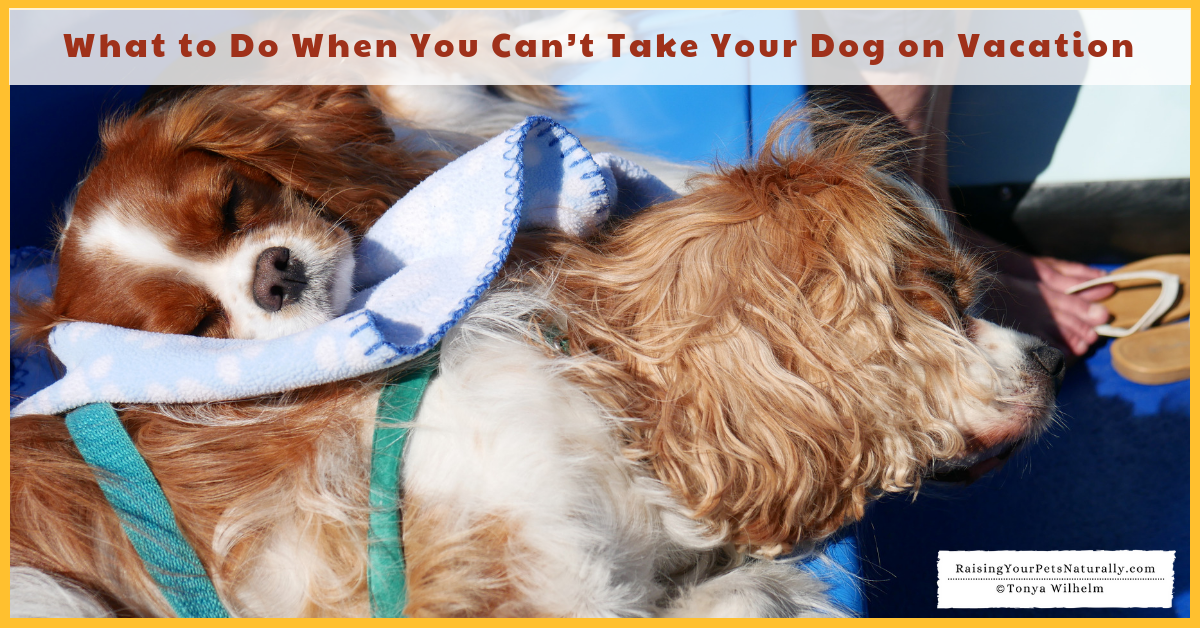 What to Do When You Can’t Take Your Dog on Vacation. #raisingyourpetsnaturally