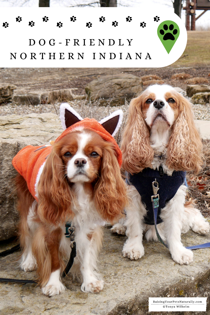 Dog-friendly Northern Indiana Road Trip. Don't miss our great dog-friendly travel guide to Northern Indiana. #RaisingYourPetsNaturally #DextersDestinations #dogfriendly #petfriendly #dogfriendlyindiana #petfriendlyindiana 