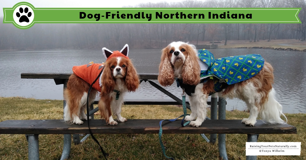 Dog-friendly Northern Indiana Road Trip. Don't miss our great dog-friendly travel guide to Northern Indiana. #RaisingYourPetsNaturally #DextersDestinations