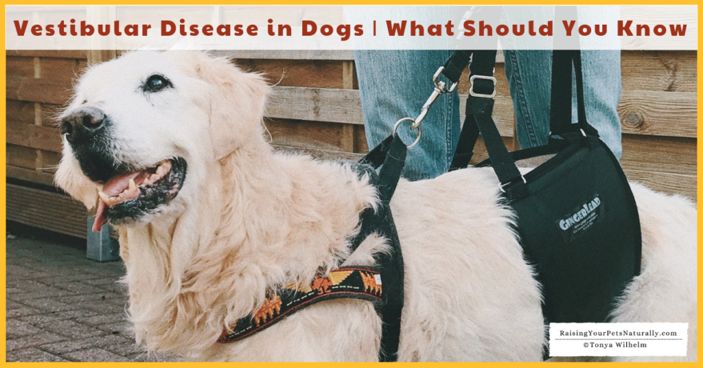 Vestibular Disease in dogs treatment, symptoms and what you should know. #raisingyourpetsnaturally