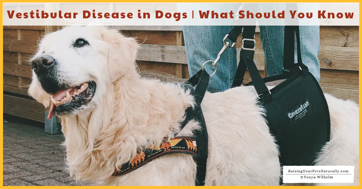 Vestibular Disease in dogs treatment, symptoms and what you should know. #raisingyourpetsnaturally 