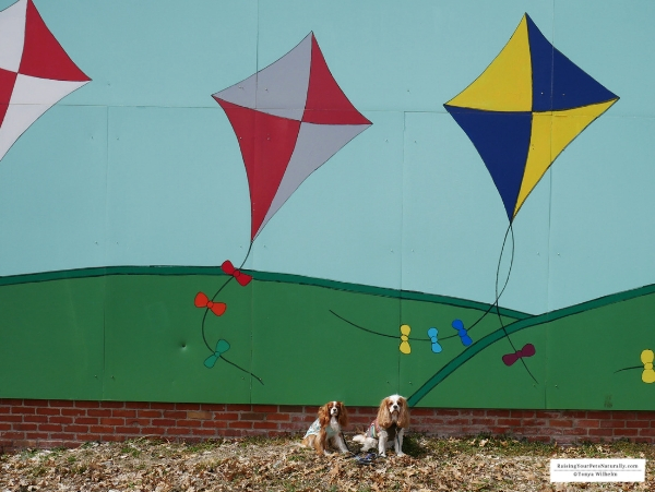 Dog-Friendly Festival Country Indiana Road Trip. A fun Midwest weekend road trip with a dog. #raisingyourpetsnaturally