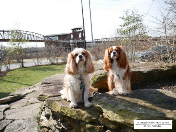 Dog-Friendly Wilmington, Delaware Travel Guide. Dexter and Levi's Dog Road #raisingyourpetsnaturally