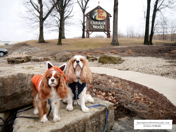 Dog-friendly Northern Indiana Road Trip. Don't miss our great dog-friendly travel guide to Northern Indiana. #RaisingYourPetsNaturally #DextersDestinations