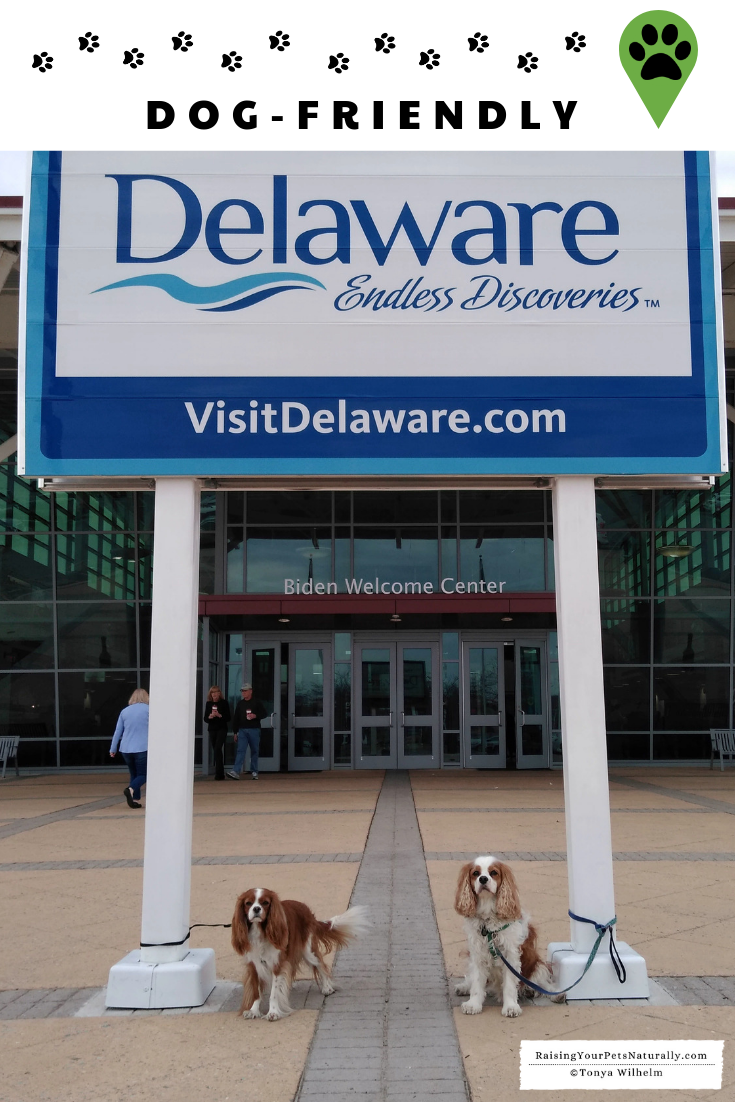 Dog-Friendly Wilmington, Delaware Travel Guide. Dexter and Levi's dog-friendly road trip. #VisitWilmington #DextersDestinations #VisitWilm #Delaware #dogfriendly #dogroadtrip #dogvlog #vacationswithyourdog #dogtravel #dogtravelvlog #dogtravelblog