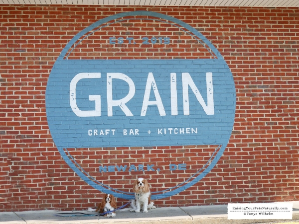 Dog-Friendly Wilmington, Delaware Travel Guide. Dexter and Levi's Dog Road #raisingyourpetsnaturally