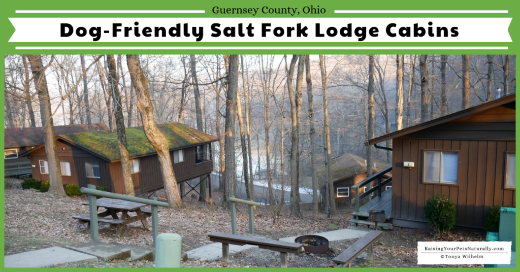 Salt Fork Lodge is one of the Great Ohio Lodges nestled inside of Ohio's largest state park, Salt Fork. Salt Fork Lodge offered a perfect dog-friendly retreat. #raisingyourpetsnaturally